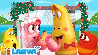 Boda de larva  Larvas animadas nuevos episodios 2022 🩺 Larva Nuevos Capitulos 2022 [upl. by Bidget897]