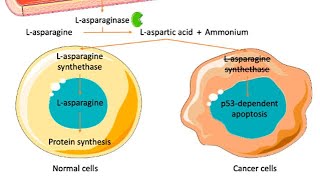 Mechanism of action of LAsparaginase chemotherapy [upl. by Culbert]