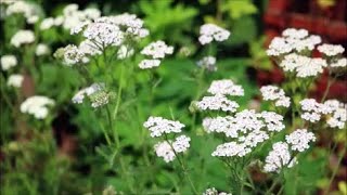 How to Grow Achillea Yarrow from Seed [upl. by Haakon]