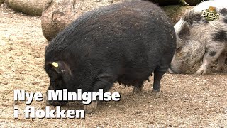 Ny minigrise i flokken [upl. by Heigho]