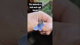 Gynandromorph Butterfly Polyommatus icarus RARE [upl. by Adamski]