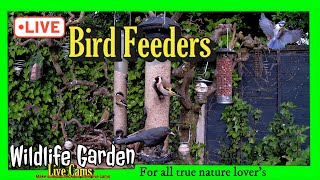 🔴LIVE  Wildlife Cam 01🐦amazing birdfeeder nature video [upl. by Pauli186]