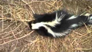 A large skunk shot with a daisy model 880 [upl. by Natsud289]