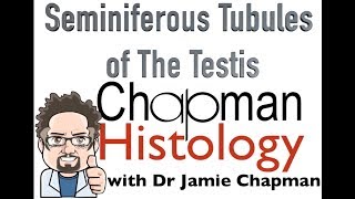 3 Minute Histology  Seminiferous Tubules [upl. by Lotta]