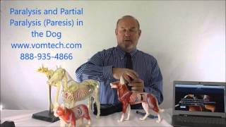 Paralysis and Partial Parlysis Paresis in the Dog [upl. by Atcele]