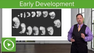 Embryology Introduction amp Early Stages  Lecturio [upl. by Kenwrick531]