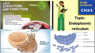 Endoplasmic Reticulum l ER l Types of ER l Vell structure and function l XI biology [upl. by Eidnyl]