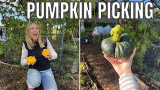 PICKING THE PUMPKIN  ALLOTMENT GARDENING UK [upl. by Slaughter]