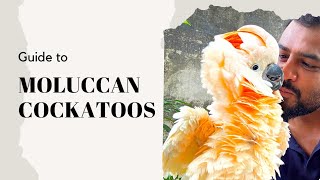 Moluccan Cockatoo Guide  मल्लुकान कोकाटूस खरीदने से पहले ये वीडियो ज़रूर देख ले cockatoo exotic [upl. by Ikkir15]