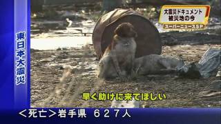 Ultimate Loyalty Japanese Dog Refuses To Leave Injured Friend Behind [upl. by Anrym]