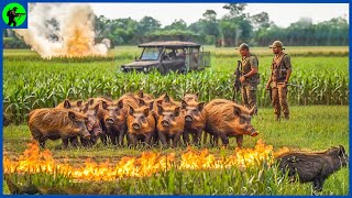 How Do American Hunters Deal With Millions Of Wild Boars With Guns And Cars  Farming Documentary [upl. by Ailliw874]