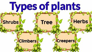 Types of plants  Types of plants for kids  herbs  Climbers  Different types of of tree  Shrubs [upl. by Adnarrim68]