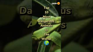 Top 10 Most Dangerous Animals In The World 🌍 shorts dangerous animals [upl. by Daley983]