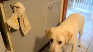 Chuck Nonoss labrador ouvre et ferme porte  dog opening and closing door [upl. by Letnahc]