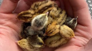 Hatching Coturnix Quail [upl. by Berthold431]