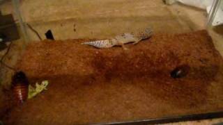 leopard gecko vs hissing cockroach [upl. by Ihtac]