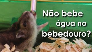 Hamster não bebe água no bebedouro  O que fazer [upl. by Iolenta]