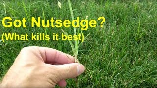 Got Nutsedge What kills it best [upl. by Yelserp]