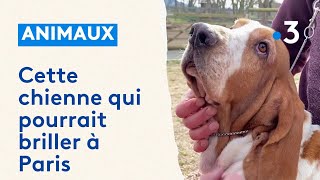 Peuchère cette chienne dAuvergne qui pourrait briller à Paris [upl. by Judus]