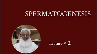 Spermatogenesis Lecture 2 by Dr M Yousaf Physiology [upl. by Burnside582]