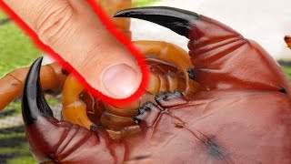 How Dangerous Is A Centipedes Bite [upl. by Otina]