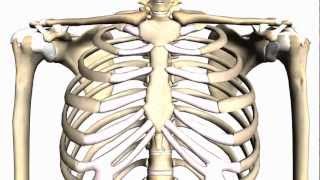 General Skeleton Basic Tutorial  Anatomy Tutorial [upl. by Centeno438]