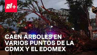 Noche de árboles caídos en la CDMX y Estado de México  En Punto [upl. by Malinowski513]