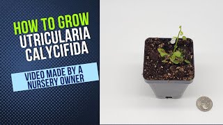 How to Grow and Propagate Utricularia Calycafida Carnivorous Plant Grow Guide [upl. by Ennalorac]