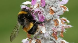 Bufftailed Bumblebee Bombus terrestris [upl. by Norek795]