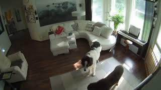 Hovawart Dog Stands Near Door and Barks to Go Out to Poop  10698322 [upl. by Atnicaj]