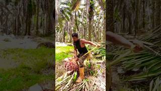 Both harvesting and taking palm fruit are difficultviralshortpalmgardenmalaysiafarmingfishing [upl. by Eihcir]