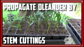 How to Propagate Oleander from Stem Cuttings [upl. by Lister984]