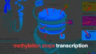 Gene Expression Review Song [upl. by Ares376]