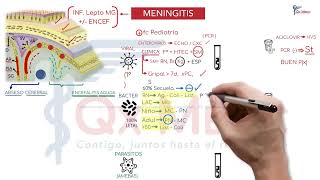 Neurología  Fichas Informativas Neurología 2 [upl. by Talanta]