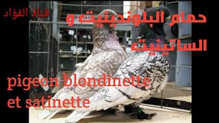 حمام البلوندنيت  الساتينيت blondinette pigeon satinette pigeon [upl. by Notsnarc82]