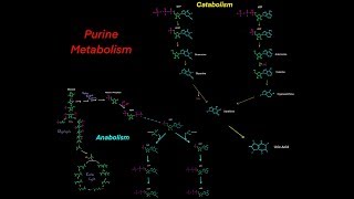 Purine Nucleotide Metabolism Biosynthesis and Degredation [upl. by Macdonell]