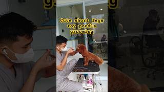 I groom Mr Melvin Red toy Poodle [upl. by Lrigybab]