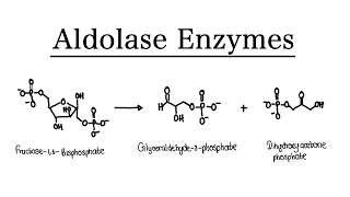 What are Aldolase Enzymes  MCAT Biochemistry  Foundational [upl. by Stanfill]