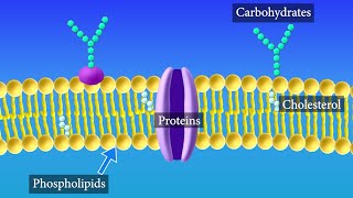 Cell Membrane Structure and Function [upl. by Inattyrb]