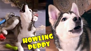 Husky Puppy Howling Along With Owner [upl. by Foushee872]