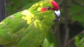 Red Crowned Parakeet  A LONG WAY FROM HOME [upl. by Hultgren]