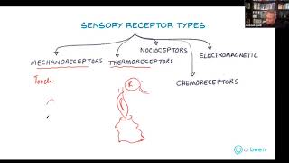 Types of Sensory Receptors [upl. by Stuart]