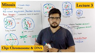 Mitosis  Stages of Mitosis  Cell cycle  Lecture 3 [upl. by Eniger680]