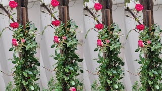 Red rose vine climbing rose how to care and get maximum blooms from climbing rose [upl. by Boyd]