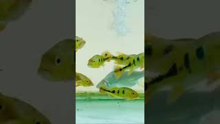 Peacock bass from Faiz 919745078613 trendingshorts viralshorts fish aquarium fishaquarium [upl. by Templa349]