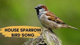 House Sparrow Sounds Calling And Chirping [upl. by Philana]