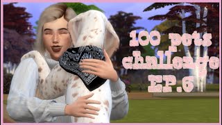 100 PETS CHALLENGESIMS 4EP6 Getting our pups trained [upl. by Sabelle]