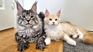 Best Maine Coon Friends  Dexter and Ada [upl. by Stew811]