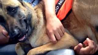 Service dog during seizure [upl. by Harle]