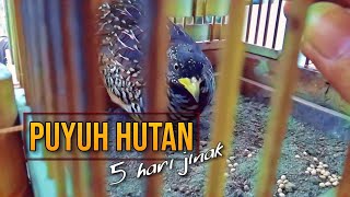 Puyuh Hutan Tangkapan Liar 5 Hari Sudah Jinak [upl. by Desdemona12]